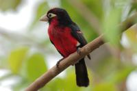 ETHIOPIA FAUNA