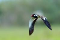 Sri Lanka FAUNA