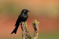 Dicrurus adsimilis
