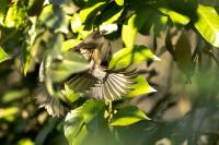 Dulus dominicus