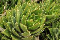 Sardinia - FLORA
