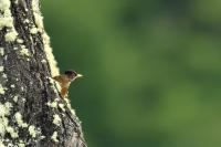 Turdus falcklandii