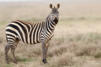 Grant's zebra
