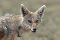 African golden wolf