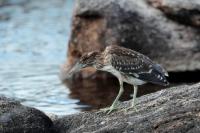 Sri Lanka FAUNA