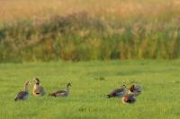 Netherlands - fauna