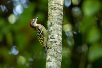 Melanerpes striatus