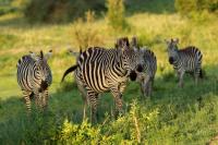 Grant's zebra