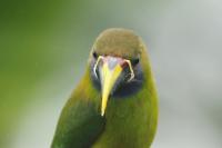 Aulacorhynchus prasinus