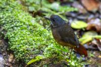 ECUADOR-FAUNA