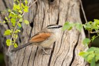 Tchagra australis
