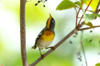 Setophaga americana