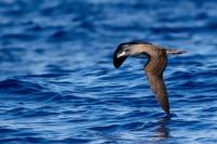 Madeira fauna