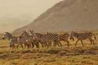 Grant's zebra