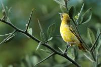 Ploceus luteolus
