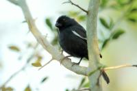 Melopyrrha nigra