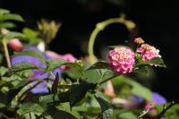 Sri Lanka - Flowers