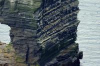 Ireland - fauna