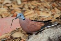 Streptopelia tranquebarica